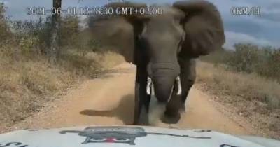В Кении разъяренный слон вытолкал с дороги автомобиль (видео)
