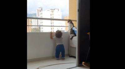 Пользователей Сети покорила кошка, которая не позволила ребенку взобраться на перила балкона (ВИДЕО)