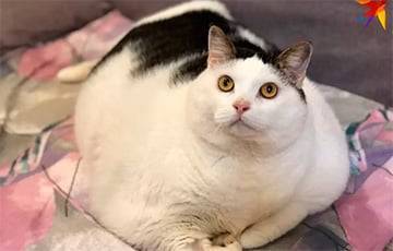 Похудел и завел Тик-Ток: как живет Перышко – самый толстый кот Беларуси