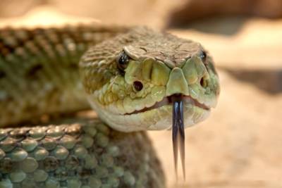 В Волгоградской области за два месяца 14 человек покусали змеи