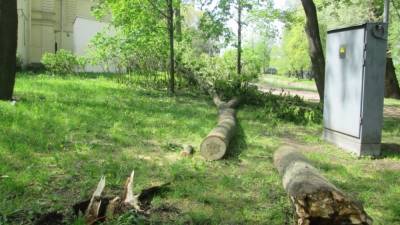 Дерево упало от ветра в Ульяновске и придавило школьницу