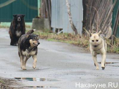 Мэрия Североуральска выплатит подростку 25 тысяч за нападение бродячих собак
