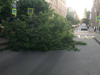 Упавшее дерево перекрыло улицу на Петроградской стороне