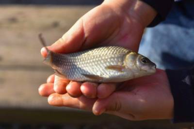 В Украине изменят правила рыболовства: сколько разрешат ловить и как будут штрафовать нарушителей