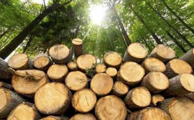 На Кіровоградщині група «чорних лісорубів» винищила ліс-кругляк на ₴700 тисяч