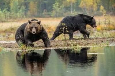 «Укрзалізниця» виявила у своїй власності двох ведмедів