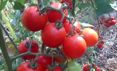 Є ризик розвитку онкології: дослідження виявили небезпеку для любителів помідорів
