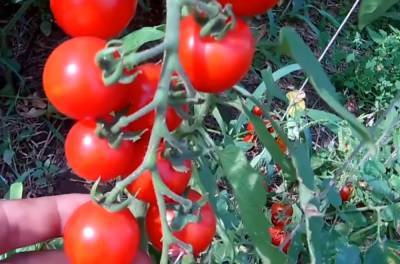 Есть риск развития онкологии: исследования выявили опасность для любителей помидоров