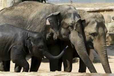 В Индии назвали причину массовой гибели слонов в заповедном лесу
