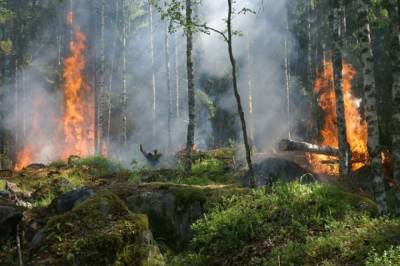 Площадь лесных пожаров в России выросла за сутки почти на 20%