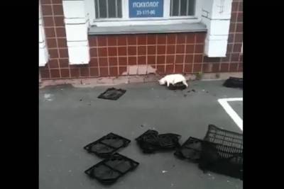 В Новосибирске живодерка выбросила котов из окна своей квартиры