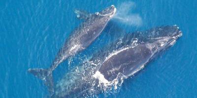 Из-за стресса северные киты уменьшились в размере и могут исчезнуть