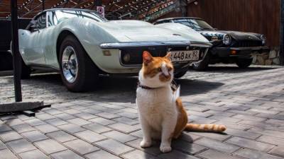 Крутые тачки и главный кот страны: Музей автомобилей в Ялте