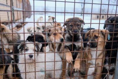 В Астрахани откроется новый питомник для бездомных собак