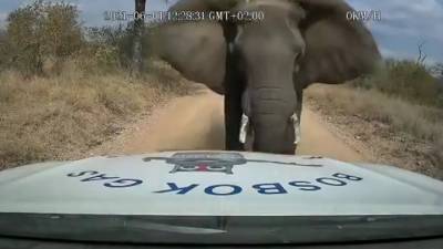 Рассерженный слон протаранил легковой автомобиль. Видео