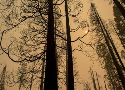 Десятая часть всех гигантских секвой мира погибла в одном пожаре 2020 года
