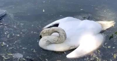 Очевидцы: на озере в Южном парке гибнет лебедь (видео)