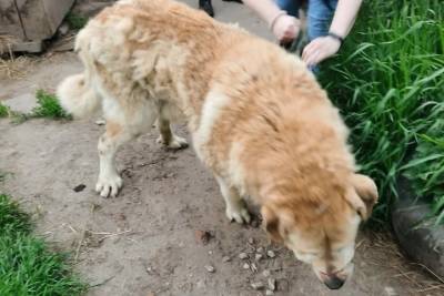 Информацию о хозяевах спасённой собаки ищут в Серпухове