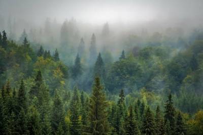 В пяти районах Башкирии ограничено посещение территорий лесов