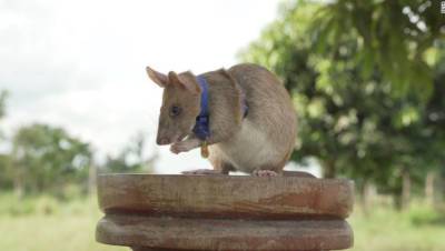 Заслуженная крыса-сапер из Камбоджи уходит на пенсию