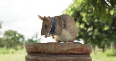 Крыса-сапер из Камбоджи уходит на пенсию