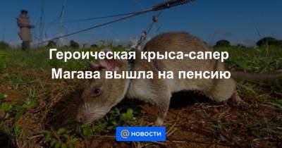 Героическая крыса-сапер Магава вышла на пенсию