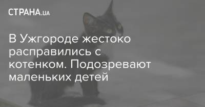 В Ужгороде жестоко расправились с котенком. Подозревают маленьких детей