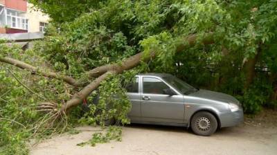 Пензенцу пришлось отменить планы из-за поврежденного деревом авто