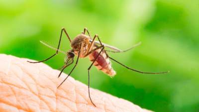 У черноморского побережья замечены комары, передающие опасные заболевания