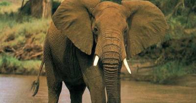 Слоны стремительно вымирают. Спасать вид собрались с помощью спутников и искусственного интеллекта