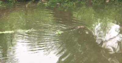 ВИДЕО: Бобер в Торнякалнсе "сплавляет лес"