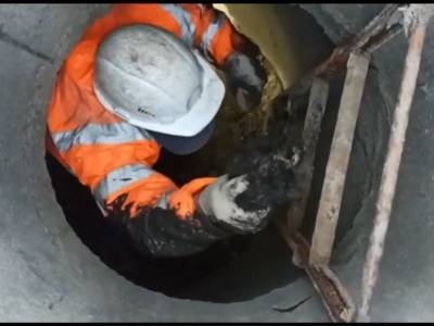 Робот «Мосводостока» вытолкал котенка из подземной трубы, чтобы люди его спасли