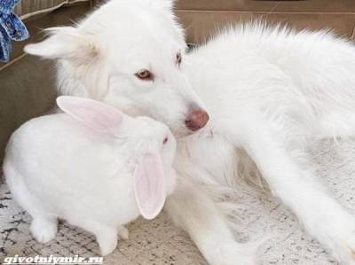 История о крепкой дружбе собаки и крольчихи