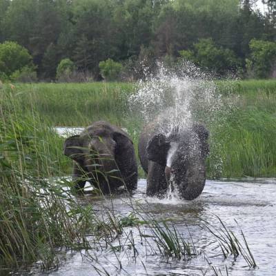 Под Воронежем на видео попали купающиеся в речке слоны