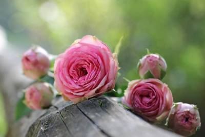 В Томске уничтожили зараженные розы из Армении