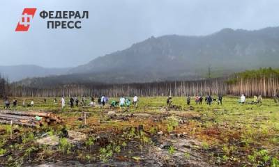 Эксперт о лесовосстановлении: «Чтобы загладить последствия, понадобится полвека» - fedpress.ru - Экология
