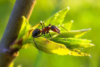 Названы способы избавиться от муравьев в саду и огороде - vm.ru