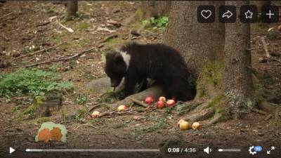 Центр спасения медвежат-сирот показал будни шаловливого медведя из Коми