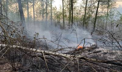 Восемь лесных и ландшафтных пожаров произошли в Тюменской области за сутки