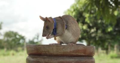 Грызун с медалью за храбрость. В Камбодже "крыса-герой" с почестями вышла на пенсию