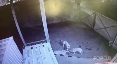В Новочебоксарске три собаки проникли на территорию магазина и разорвали на части кошку
