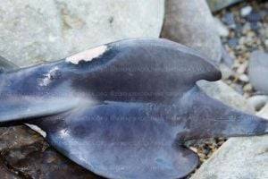 В Крыму обнаружили необычных дельфинов