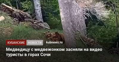 Медведицу с медвежонком засняли на видео туристы в горах Сочи