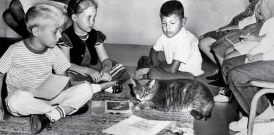 Кот, который ходил в школу 15 лет: он сидел на уроках, ел в столовой и попал на доску почёта