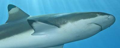 19 миллионов лет назад 90% акул массово вымерли