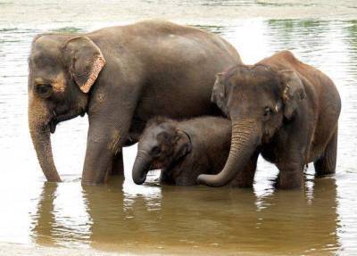 Путешествующее с прошлого марта стадо слонов добралось до столицы провинции Юньнань