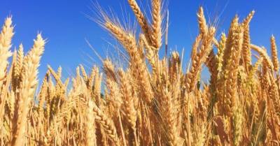 Диджитализация в агросекторе: в Украине сертификаты на зерно переведут в цифровой формат