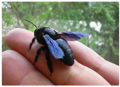 В Одесской области заметили редкую пчелу с синими крыльями