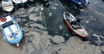 Турция: морская слизь покрыла берега Мраморного моря и угрожает Черному