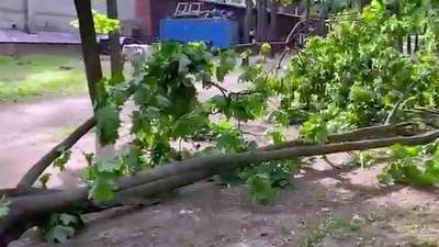 Дерево упало на ребенка в Москве из-за непогоды